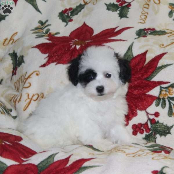 Whisper, Bich-Poo Puppy